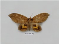 藏品(夜蛾283)的圖片